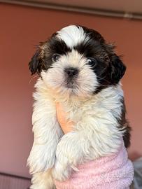 Shitzu