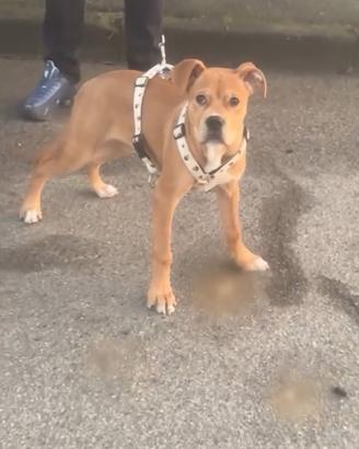 Cane amstaff