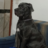 Regalo meravigliosa cucciolona di cane corso