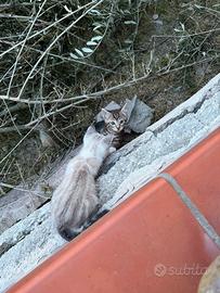 Gattini