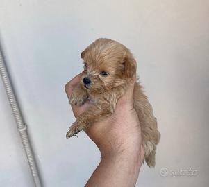 Maltipoo