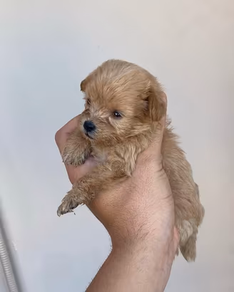 Maltipoo