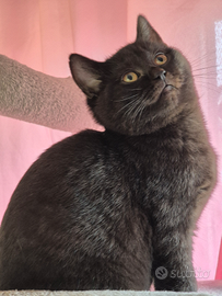 Cuccioli di Scottish Stright