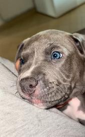 Pitbull occhi azzurri