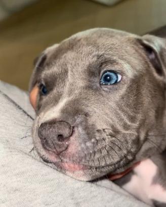 Pitbull occhi azzurri