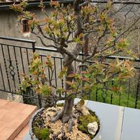 Bonsai Melo  Cotogno giapponese, vaso fatto a mano