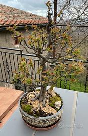 Bonsai Melo  Cotogno giapponese, vaso fatto a mano