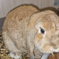Vorrei trovare una famiglia per i miei coniglietti
