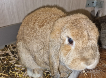 Vorrei trovare una famiglia per i miei coniglietti