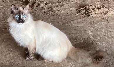 Gatta pelo lungo