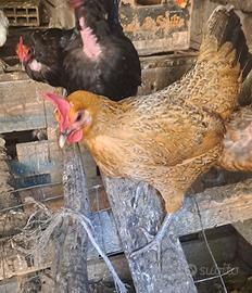 Galline chicchinelle