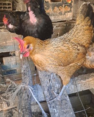 Galline chicchinelle