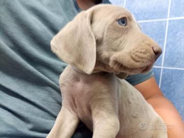 Weimaraner cucciolo maschio