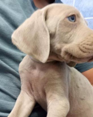Weimaraner cucciolo maschio