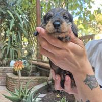 Cuccioli bassotto a pelo duro