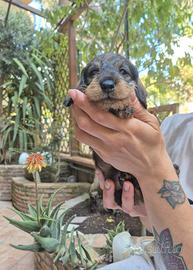 Cuccioli bassotto a pelo duro