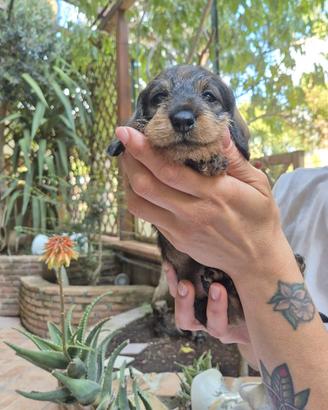 Cuccioli bassotto a pelo duro