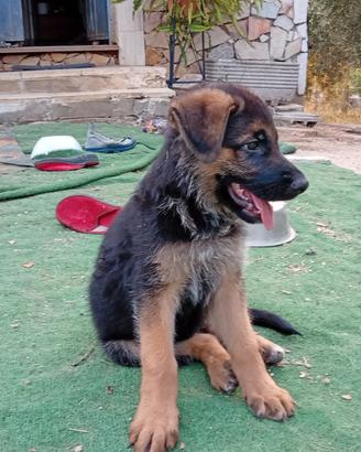 Cuccioli pastore tedesco
