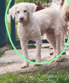 Lagotto romagnolo con pedigree roi
