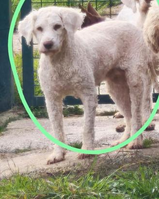 Lagotto romagnolo con pedigree roi