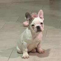 Cucciolo di bulldog francese