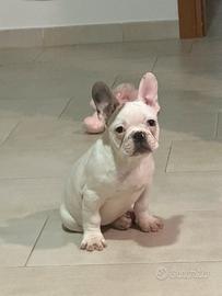 Cucciolo di bulldog francese