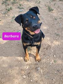 Splendida rottweiler femmina 1anno
