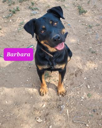 Splendida rottweiler femmina 1anno