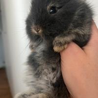 Coniglio nano maschio ariete