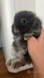 Coniglio nano maschio ariete