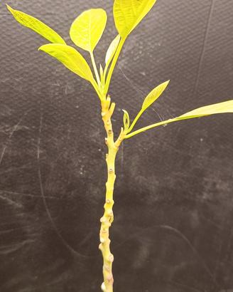 Avocado innestato e semenziale 