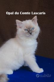 OPAL, gattina razza ragdoll con pedigree