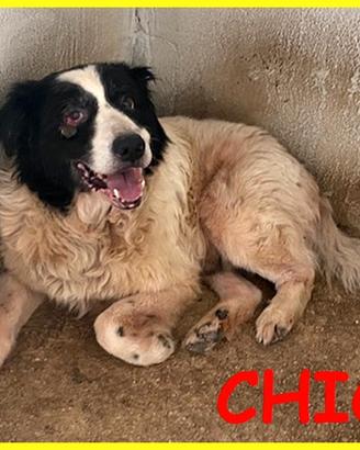 CHICO adozione d'amore 18 anni ha bisogn di cure