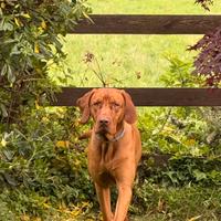 Bracco Ungherese VIZLA disponibile accoppiamento