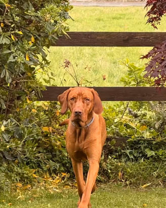 Bracco Ungherese VIZLA disponibile accoppiamento