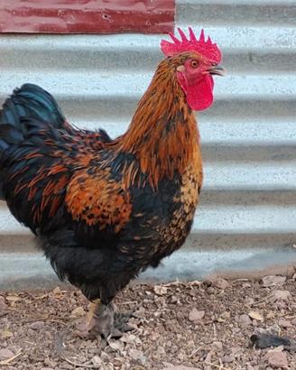 Disponibili galli nani di 5 mesi (Cocincina nana.)