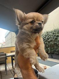 Chihuahua pelo lungo