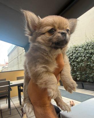 Chihuahua pelo lungo
