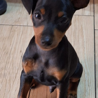 Zwergpinscher