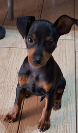 Zwergpinscher