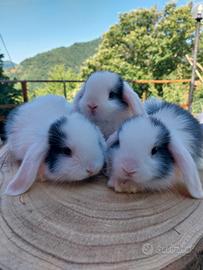 cuccioli arieti nani x minilop