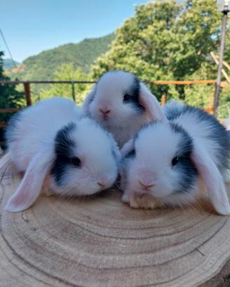 cuccioli arieti nani x minilop
