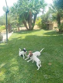 Jack Russel Terrier