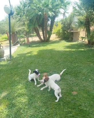 Jack Russel Terrier