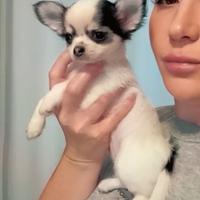 Chihuahua cucciolo pelo lungo