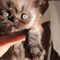 Micetto persiano silver maschio