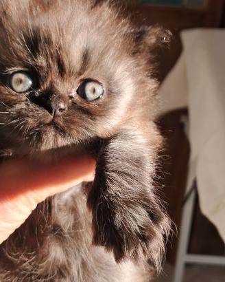 Micetto persiano silver maschio