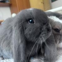 Coniglietti mini lop blu di Vienna