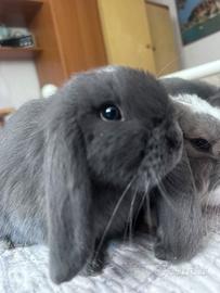 Coniglietti mini lop blu di Vienna