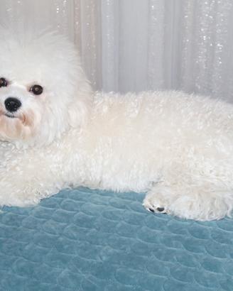 Cagnolino maschietto Bichon a poil frisé